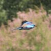 Blauracke im Donaudelta - Mai 2018