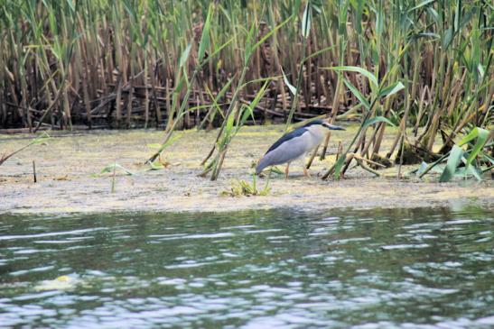 Nachtreiher im Donaudelta - Mai 2018