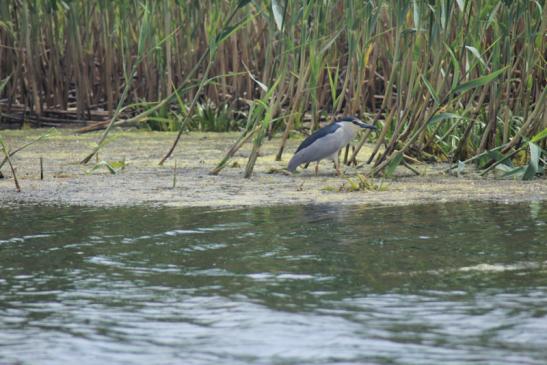 Nachtreiher im Donaudelta - Mai 2018