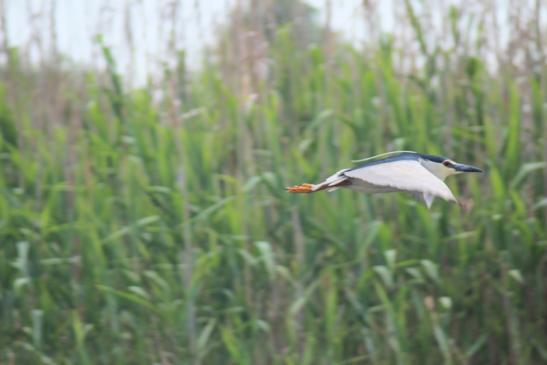 Nachtreiher im Donaudelta - Mai 2018