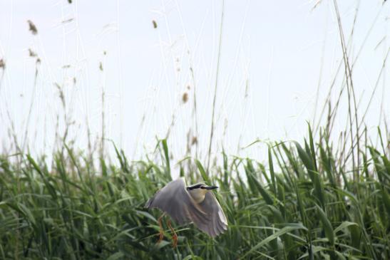 Nachtreiher im Donaudelta - Mai 2018